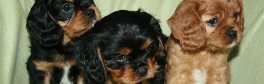 Cavaliersällskapet