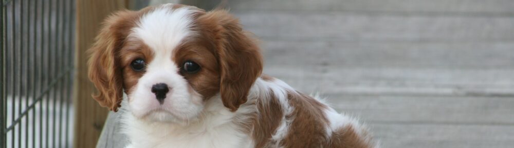 Cavaliersällskapet