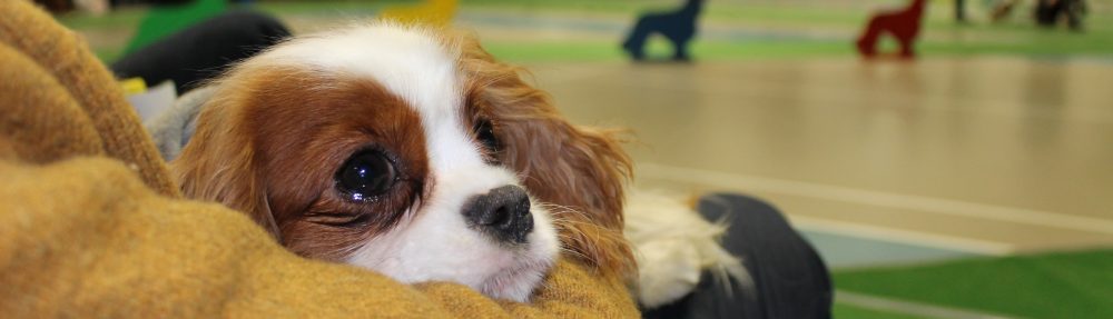 Cavaliersällskapet