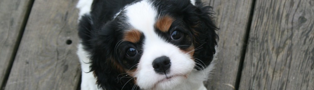 Cavaliersällskapet
