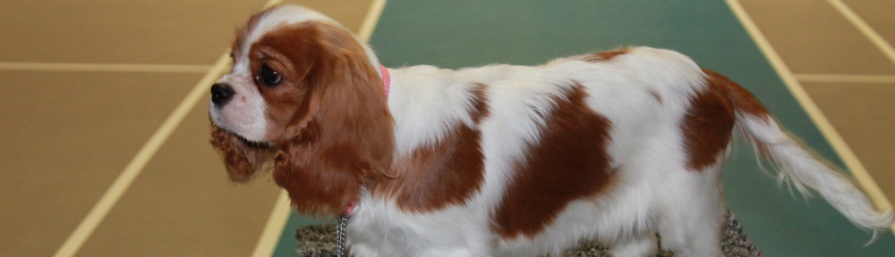 Cavaliersällskapet