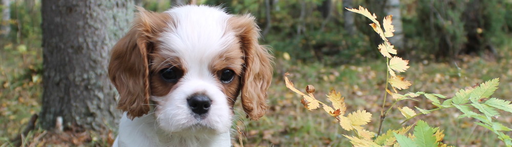 Cavaliersällskapet