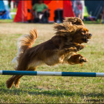 Vinnaren_agility_2013_klass1