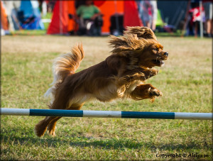 Vinnaren_agility_2013_klass1