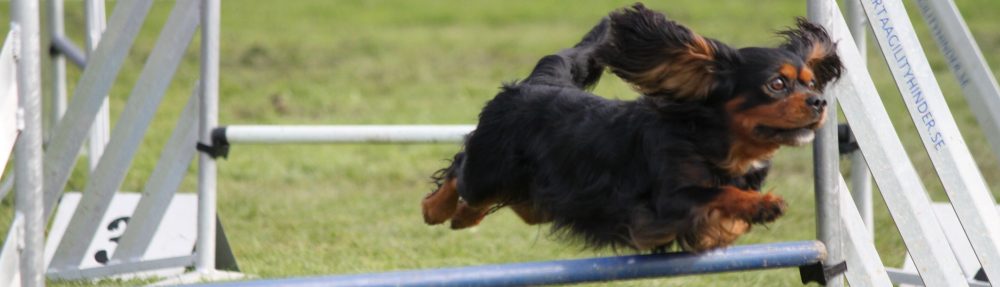 Cavaliersällskapet