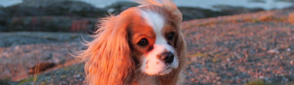 Cavaliersällskapet