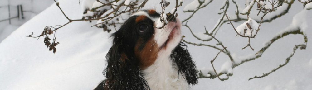 Cavaliersällskapet