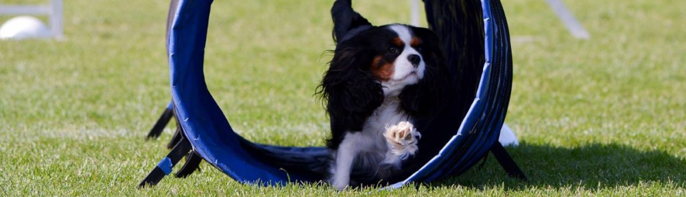 Cavaliersällskapet