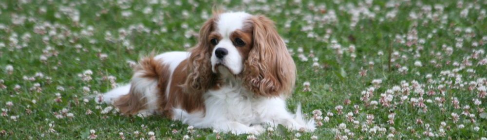 Cavaliersällskapet