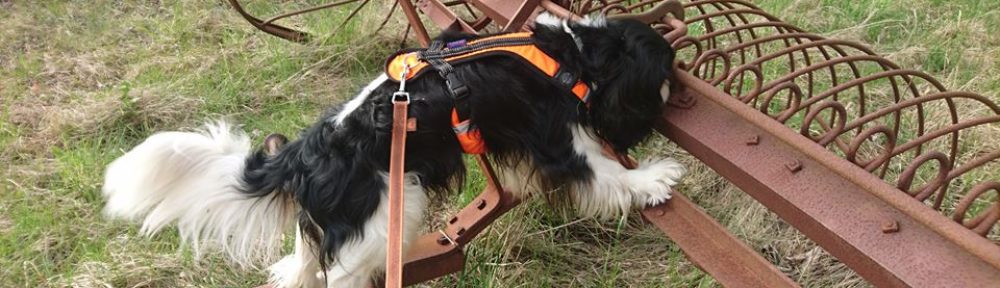 Cavaliersällskapet