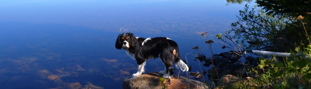 Cavaliersällskapet